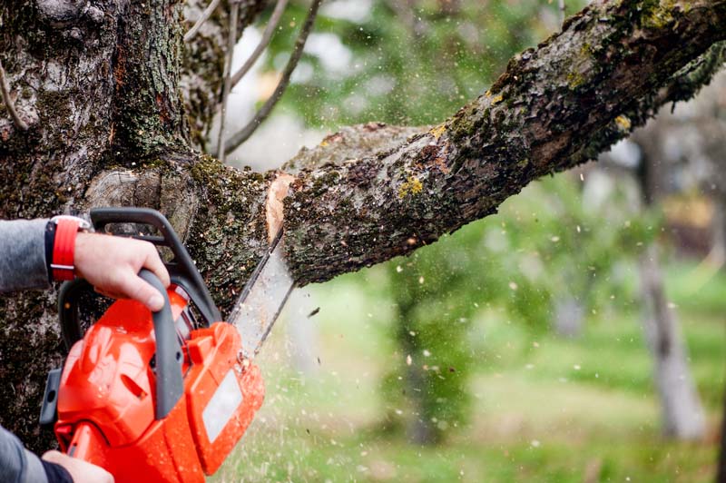 Man cutting trees using an electrical chainsaw and professional tools