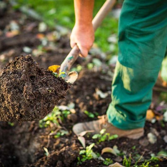 Gardening - man digging the garden soil with a spud