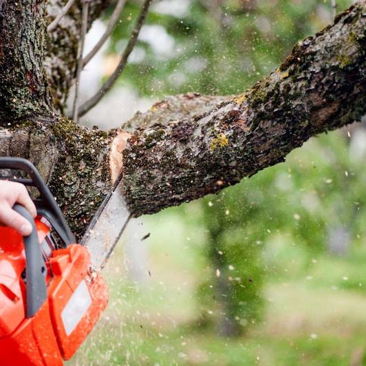 Man cutting trees using an electrical chainsaw and professional tools