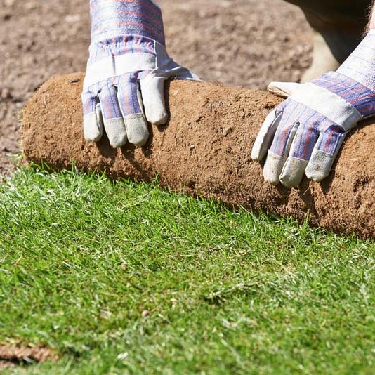 Close Up Of Landscape Gardener Laying Turf For Lawn