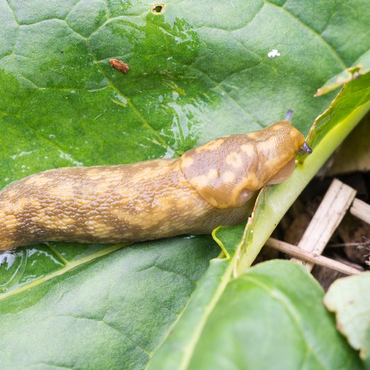 Yellow Slug (Limax flavus) on a rhubarb leaf